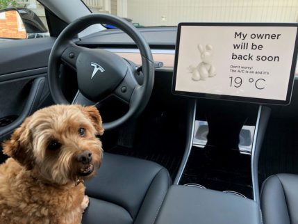 Tesla Dog Mode