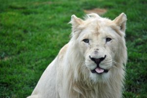 Toronto Zoo tries Drive Through Service During Pandemic