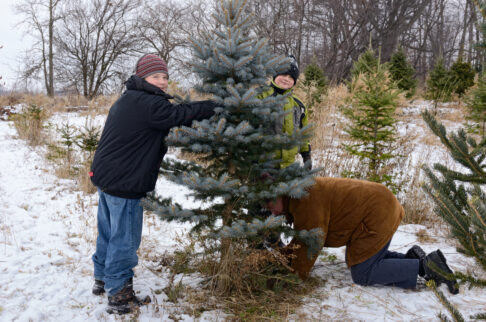 Cutting Down Your Own Christmas Tree