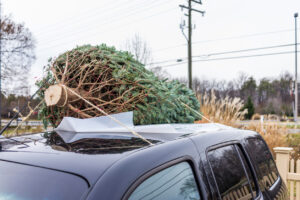 Pine tree attached to top of car for transport