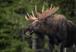 Bull Moose