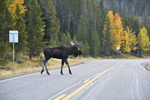 What Is the Moose Test?